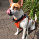A great dog, with all the makings of an even better one.